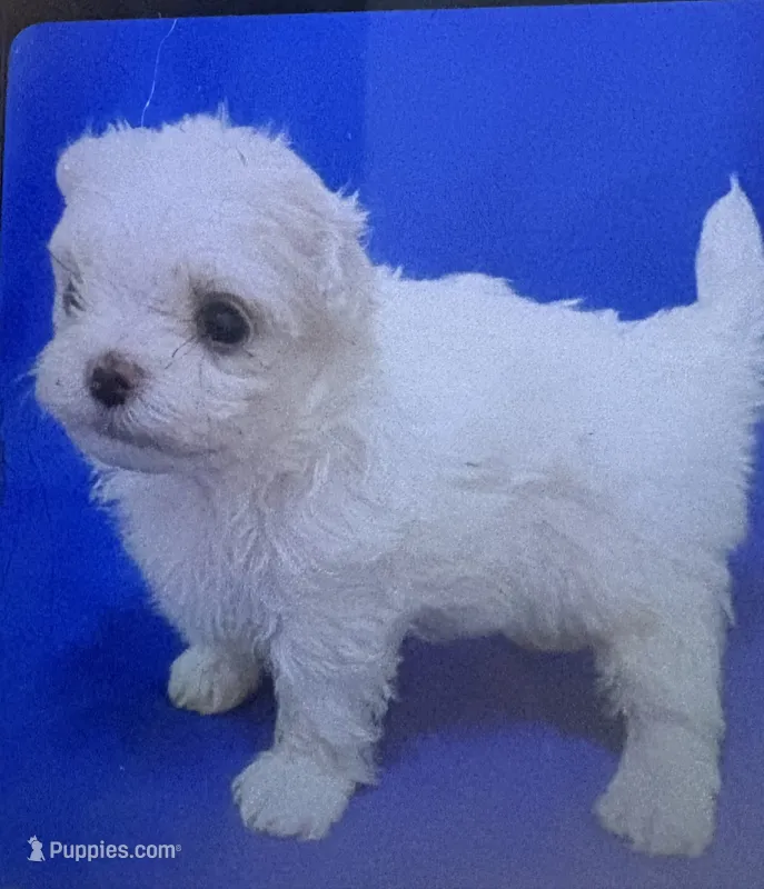 AKC Tiny Tim – Maltese puppy for sale in Ocala, FL