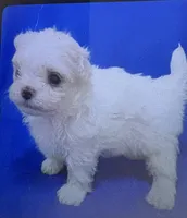 AKC Tiny Tim, a male Maltese for sale in Ocala, FL – 1 of 5