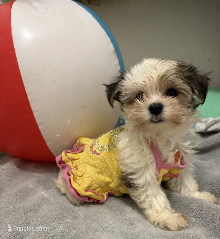 Gloria – Maltese, Morkie puppy for sale in Ocala, FL
