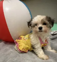 Gloria, a female Maltese and Morkie for sale in Ocala, FL – 5 of 10