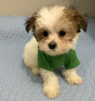 Adam of Green Acres, a male Maltese and Morkie for sale in Ocala, FL – 3 of 5