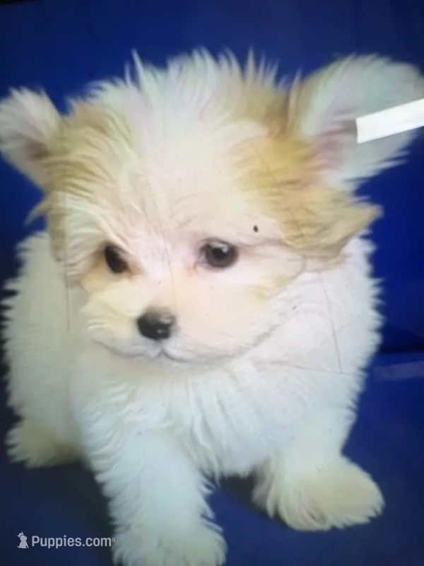 Potatoe Tot – Morkie puppy for sale in Ocala, FL