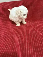 AKC Adam, a male Maltese for sale in Ocala, FL – 4 of 5