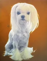 AKC Tiny Tim, a male Maltese for sale in Ocala, FL – 4 of 5