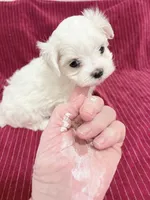 AKC Jackie toy, a female Maltese for sale in Ocala, FL – 4 of 6
