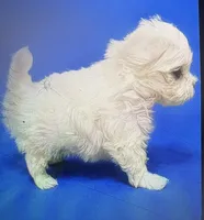 AKC Tiny Tim, a male Maltese for sale in Ocala, FL – 2 of 5
