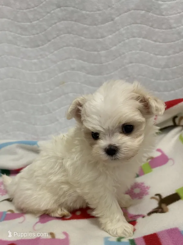 AKC Tiny Tim – Maltese puppy for sale in Ocala, FL