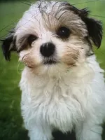 Gloria, a female Maltese and Morkie for sale in Ocala, FL – 7 of 10