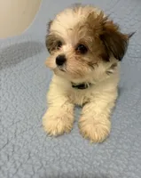 Adam of Green Acres, a male Maltese and Morkie for sale in Ocala, FL – 5 of 5