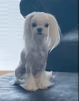 AKC Tiny Princess, a female Maltese for sale in Ocala, FL – Photo 4 of 4