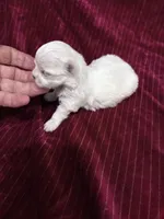 AKC Tiny Princess, a female Maltese for sale in Ocala, FL – Photo 2 of 4