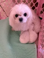 AKC Tiny Princess, a female Maltese for sale in Ocala, FL – Photo 3 of 4