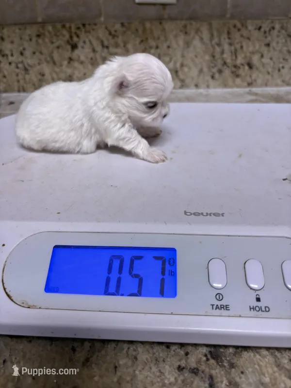 AKC Tiny Princess, a female Maltese for sale in Ocala, FL – Photo 1 of 4
