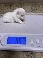 AKC Tiny Princess, a female Maltese for sale in Ocala, FL – Photo 1 of 4