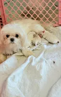 AKC Prince Charming, a male Maltese for sale in Ocala, FL – Photo 3 of 5