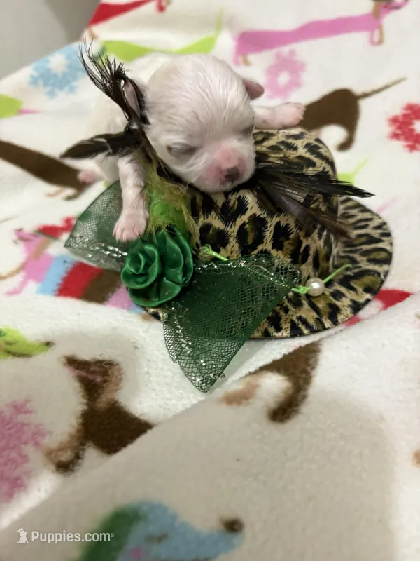 AKC Prince Charming – Maltese puppy for sale in Ocala, FL