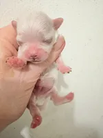 AKC Prince Charming, a male Maltese for sale in Ocala, FL – Photo 4 of 5