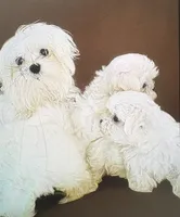 AKC Tiny Tim, a male Maltese for sale in Ocala, FL – 5 of 5