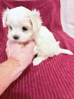 AKC Jackie toy, a female Maltese for sale in Ocala, FL – 3 of 6