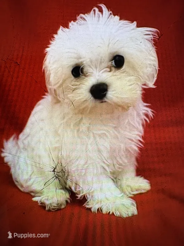 AKC Timmy - on hold for Lisa – Maltese puppy on hold in Ocala, FL