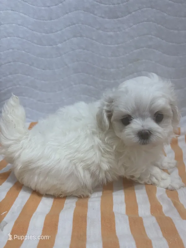 AKC Joe – Maltese puppy for sale in Ocala, FL