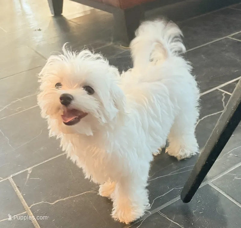 AKC Timmy – Maltese puppy for sale in Ocala, FL