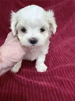 AKC Jackie toy, a female Maltese for sale in Ocala, FL – 6 of 6