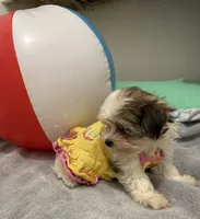 Gloria, a female Maltese and Morkie for sale in Ocala, FL – 6 of 10