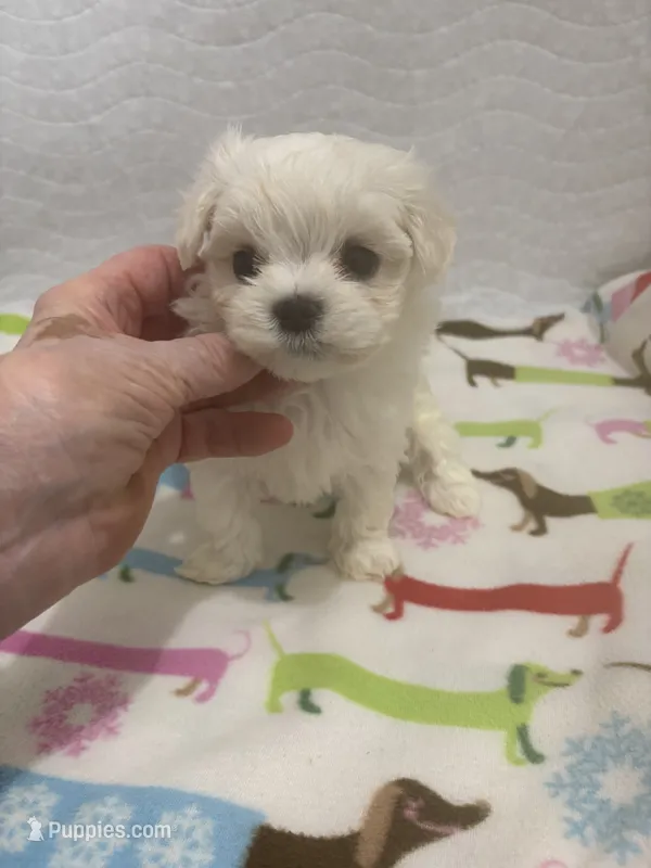 AKC Jackie toy – Maltese puppy for sale in Ocala, FL