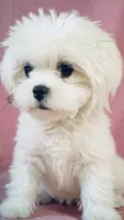 AKC Timmy - on hold for Lisa, a male Maltese for sale in Ocala, FL – 5 of 5
