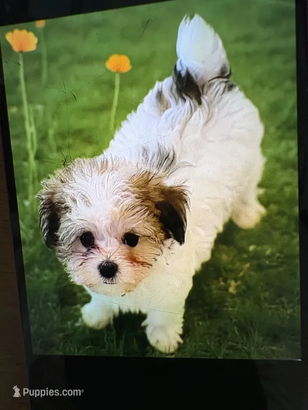 Adam of Green Acres – Maltese, Morkie puppy for sale in Ocala, FL