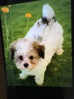 Adam of Green Acres, a male Maltese and Morkie for sale in Ocala, FL – 1 of 5