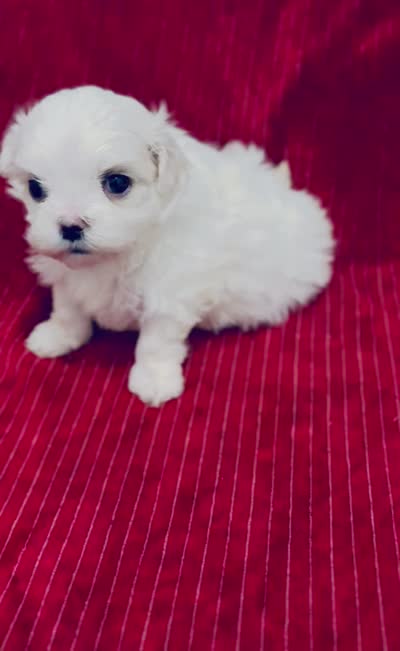 AKC Adam, a male Maltese for sale in Ocala, FL – 3 of 5