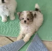 Teacup Tom, a male Maltese and Morkie for sale in Ocala, FL – 2 of 2