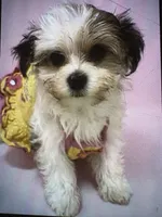 Gloria, a female Maltese and Morkie for sale in Ocala, FL – 9 of 10