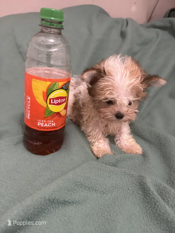 Teacup Tom – Maltese, Morkie puppy for sale in Ocala, FL