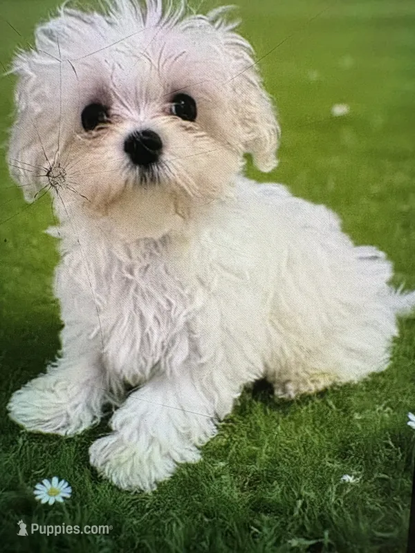 AKC Timmy – Maltese puppy for sale in Ocala, FL