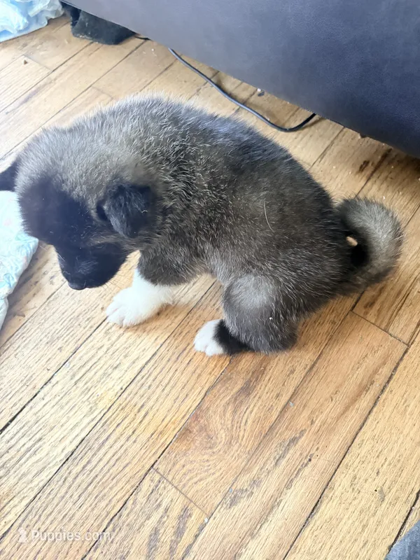 AKC American  Akita 7F  – Akita puppy for sale in Akron, OH