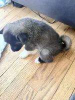 AKC American  Akita 7F , a female Akita for sale in Akron, OH – 1 of 3