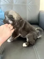 AKC American  Akita 3F , a female Akita for sale in Akron, OH – 4 of 4