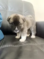 AKC  American Akita 5M , a male Akita for sale in Akron, OH – 2 of 3