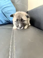 AKC American Akita  8F, a female Akita for sale in Akron, OH – 3 of 4