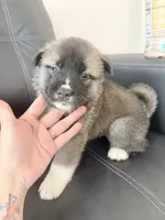 AKC  American Akita 5M , a male Akita for sale in Akron, OH – 1 of 3