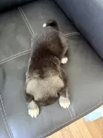 AKC American  Akita 3F , a female Akita for sale in Akron, OH – 2 of 4