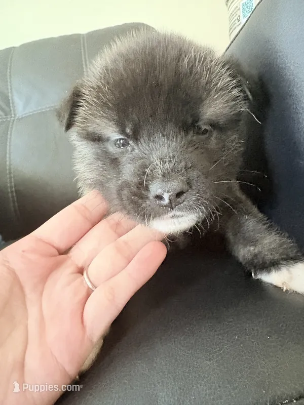 AKC American Akita 4M  – Akita puppy for sale in Akron, OH