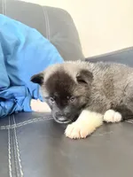 AKC American  Akita 7F , a female Akita for sale in Akron, OH – 2 of 3