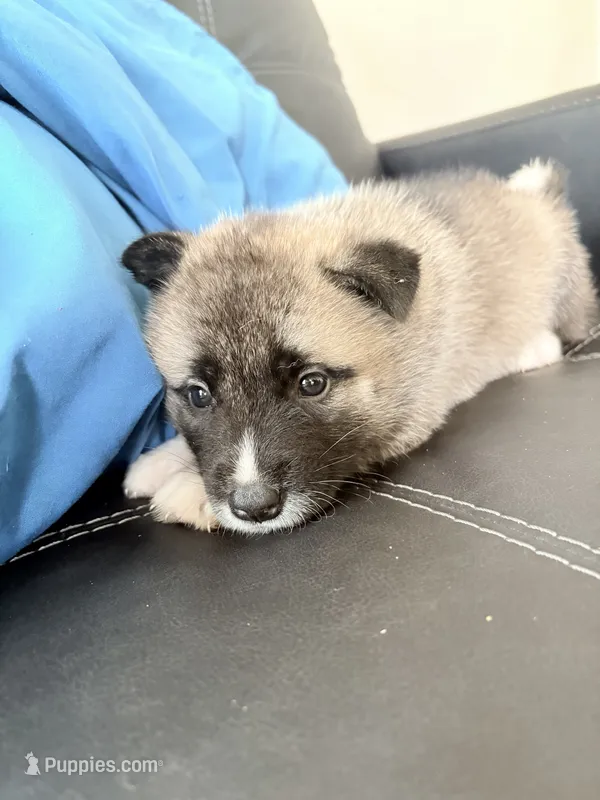 AKC American Akita  8F – Akita puppy for sale in Akron, OH