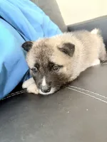 AKC American Akita  8F, a female Akita for sale in Akron, OH – 1 of 4