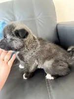 AKC American Akita 4M , a male Akita for sale in Akron, OH – 2 of 3