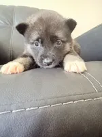 AKC American  Akita 3F , a female Akita for sale in Akron, OH – 3 of 4